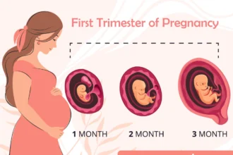 fetal development month by month