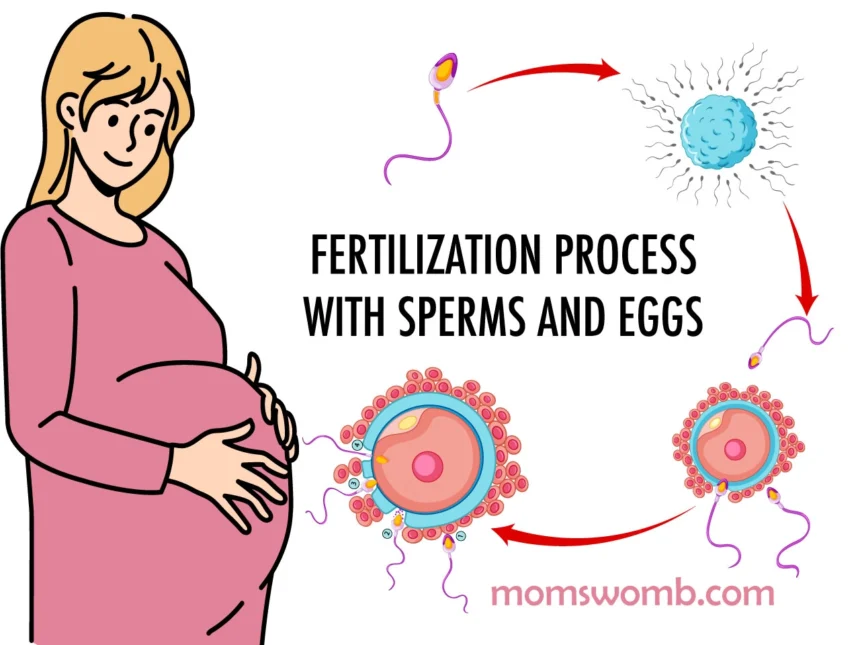 Process-of-Fertilization
